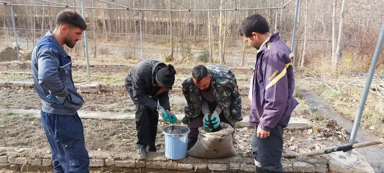 کاشت ۲۰۰ هزار بذر ارس در قلب جنگل‌های کلات