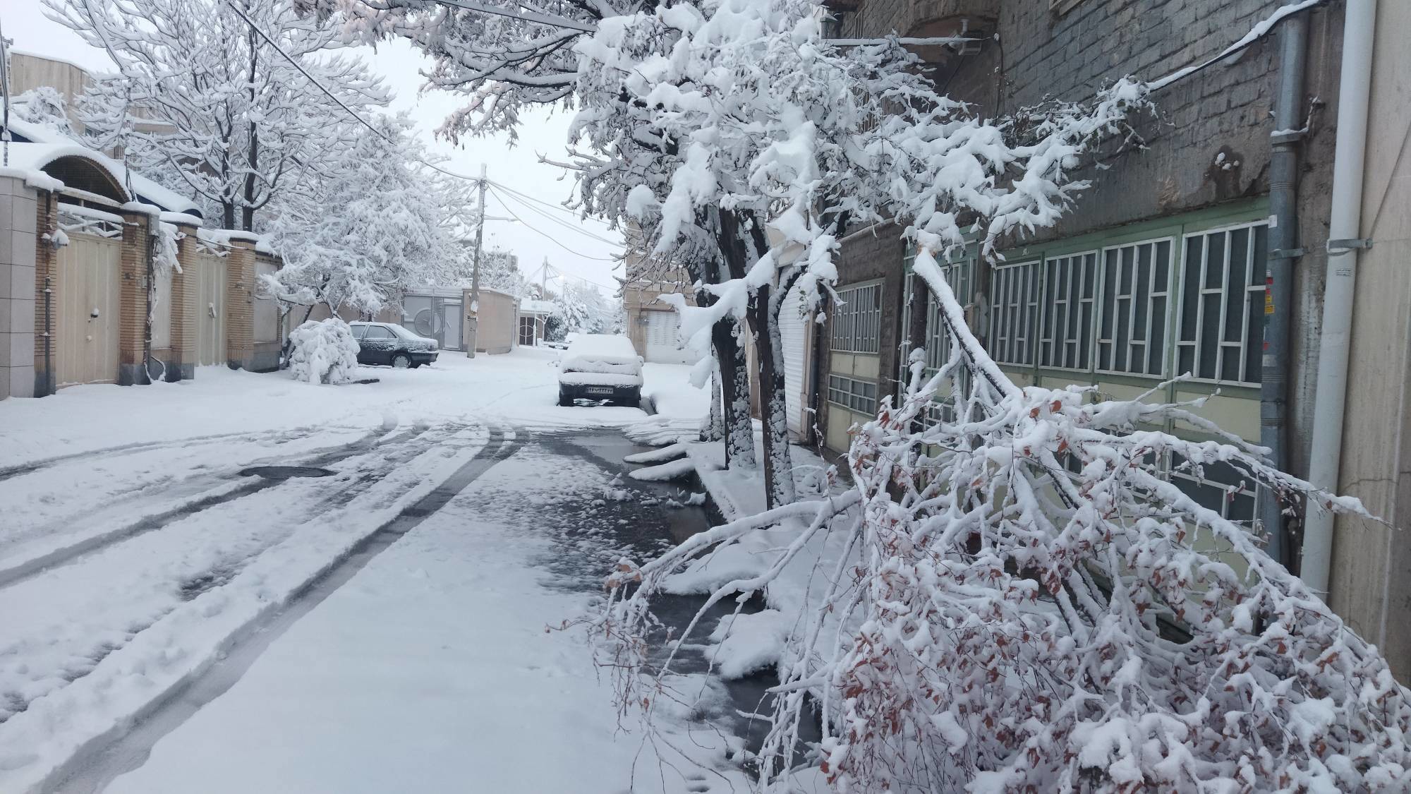 شکستن ۲۰۰ اصله درخت در شهر نیشابور بر اثر بارش سنگین برف