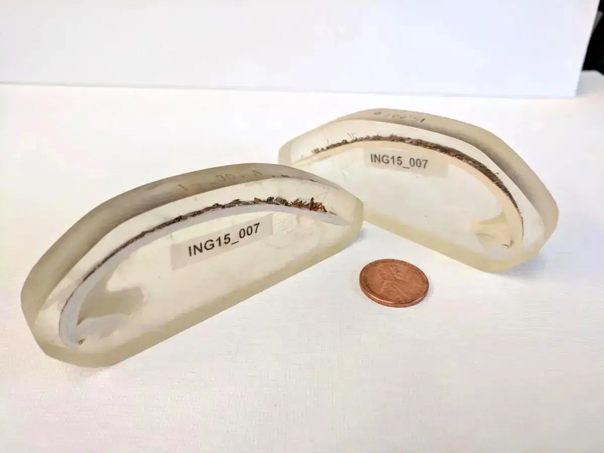 قدیمی‌ترین جانور منفرد دنیا که ۵۰۷ سال عمر کرد