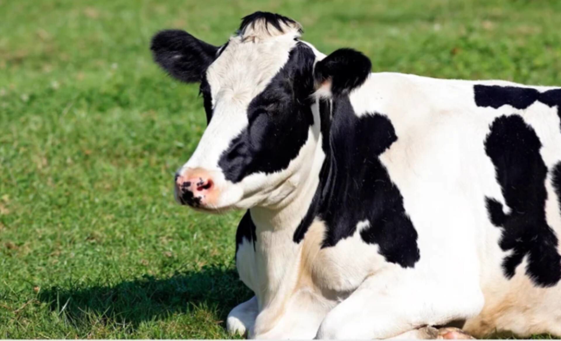 شناسایی نخستین مورد مشکوک تب برفکی سویه آفریقایی در نیشابور