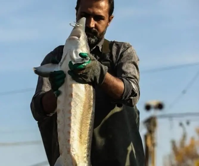 کلات؛ دومین قطب پرورش ماهیان خاویاری خراسان رضوی است