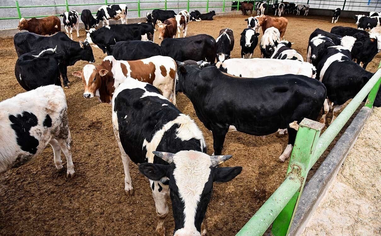 پرداخت بیش از ۱۱ میلیارد تومان تسهیلات به بخش کشاورزی سملقان