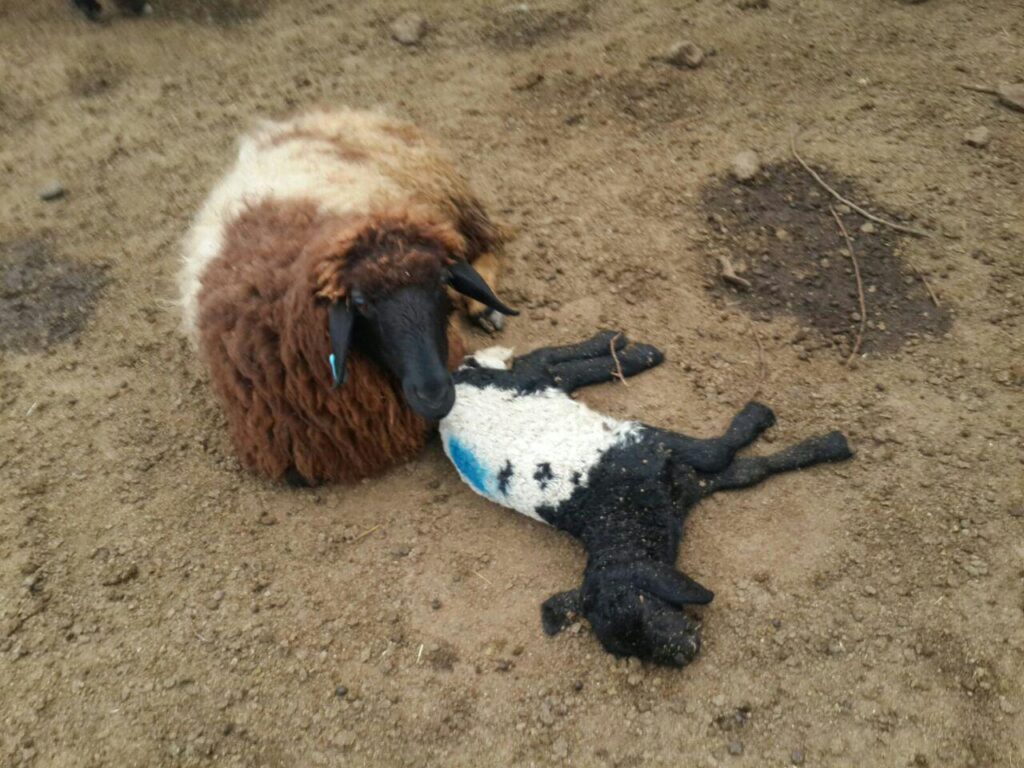 پیام خراسان