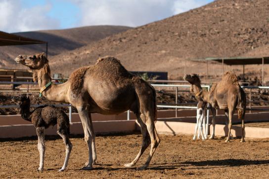 پیام خراسان