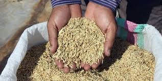 توزیع ۲۱۰ تن بذر اصلاح شده در بین کشاورزان بجنورد