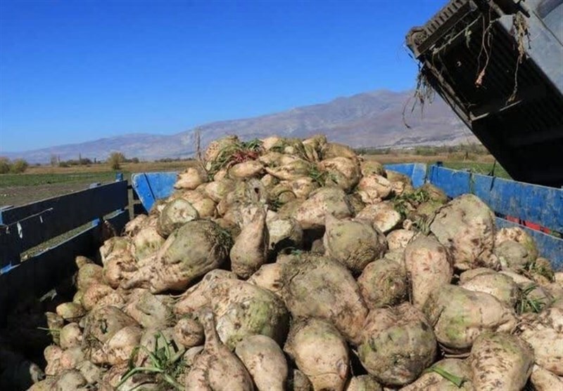 خراسان رضوی، دومین تولید کننده چغندر قند بهاره کشور