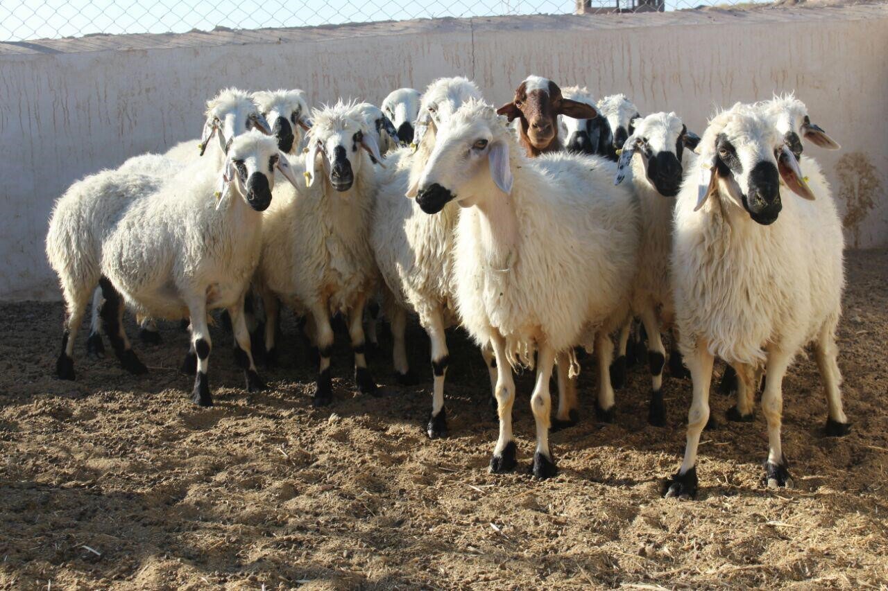 سبزوار قطب تولید گوشت خراسان رضوی، بدون کشتارگاه صنعتی