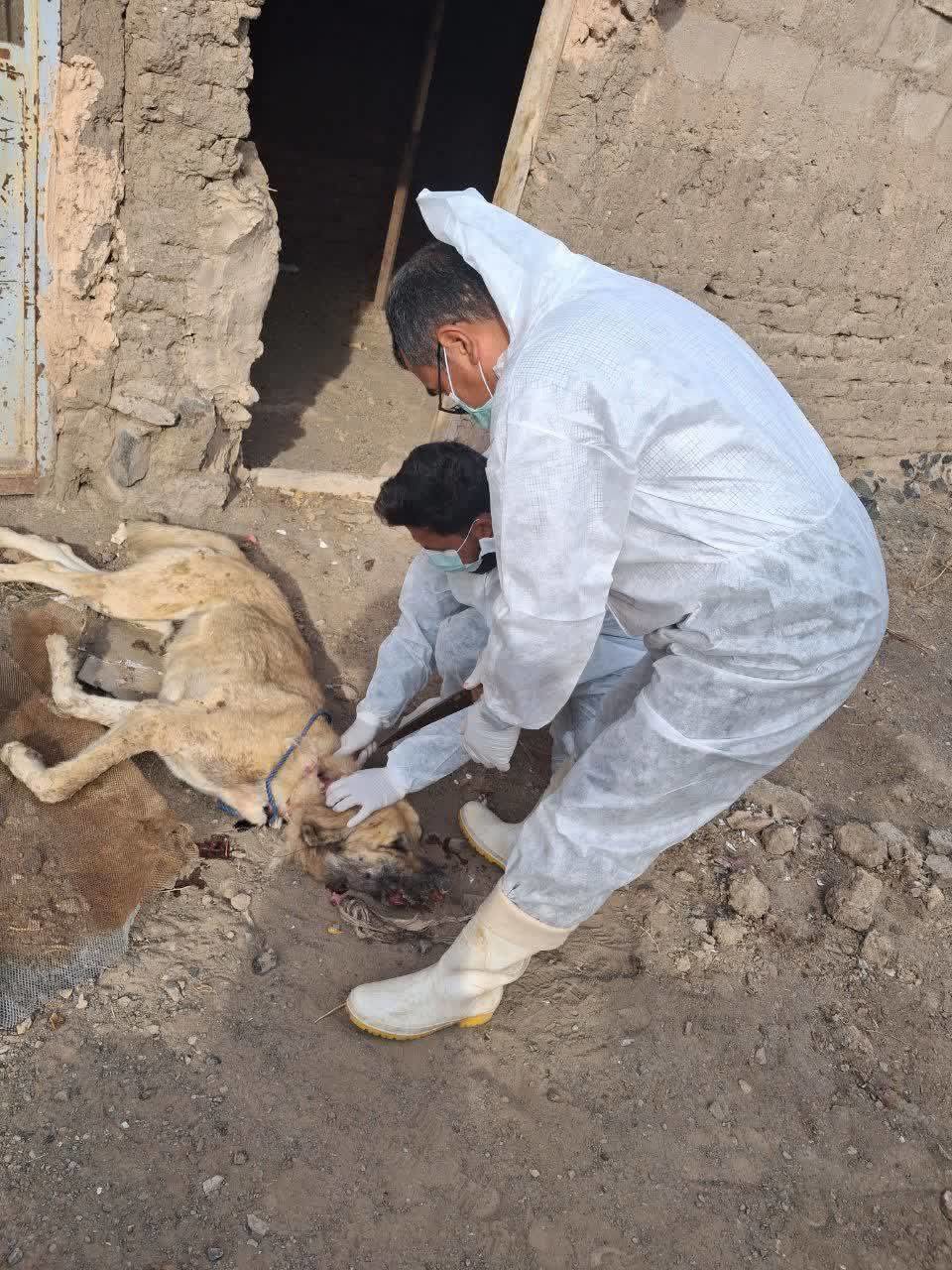 اثبات بیماری هاری سگ گله در یک روستا در سبزوار