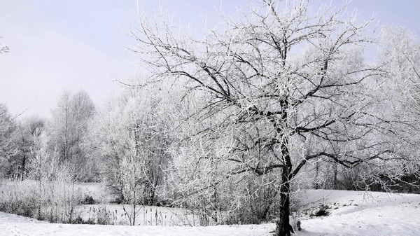 فیلم/ بارش شدید برف در مشهد