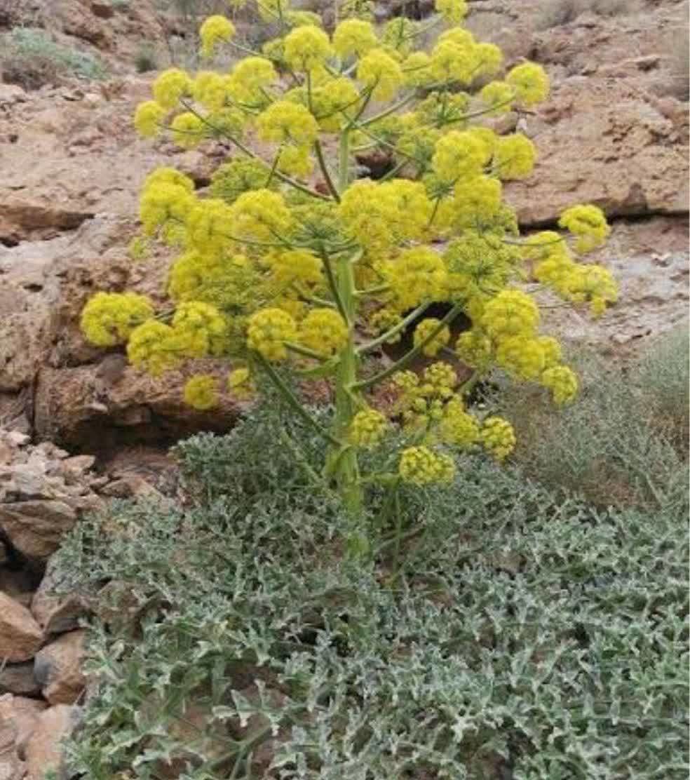 کشت آنغوزه شیرین در  اراضی کشاورزی شهرستان کاشمر