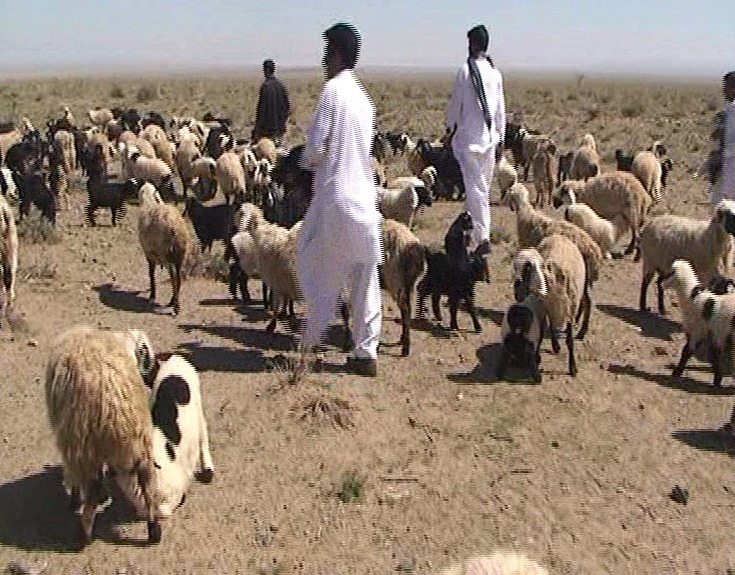 پرداخت ۲۸۳ میلیارد ریال تسهیلات زنجیره تولید گوشت قرمز به عشایر خراسان جنوبی