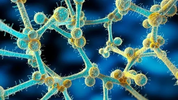 هشدار فوری در مورد شیوع قارچ کشنده مقاوم در برابر دارو