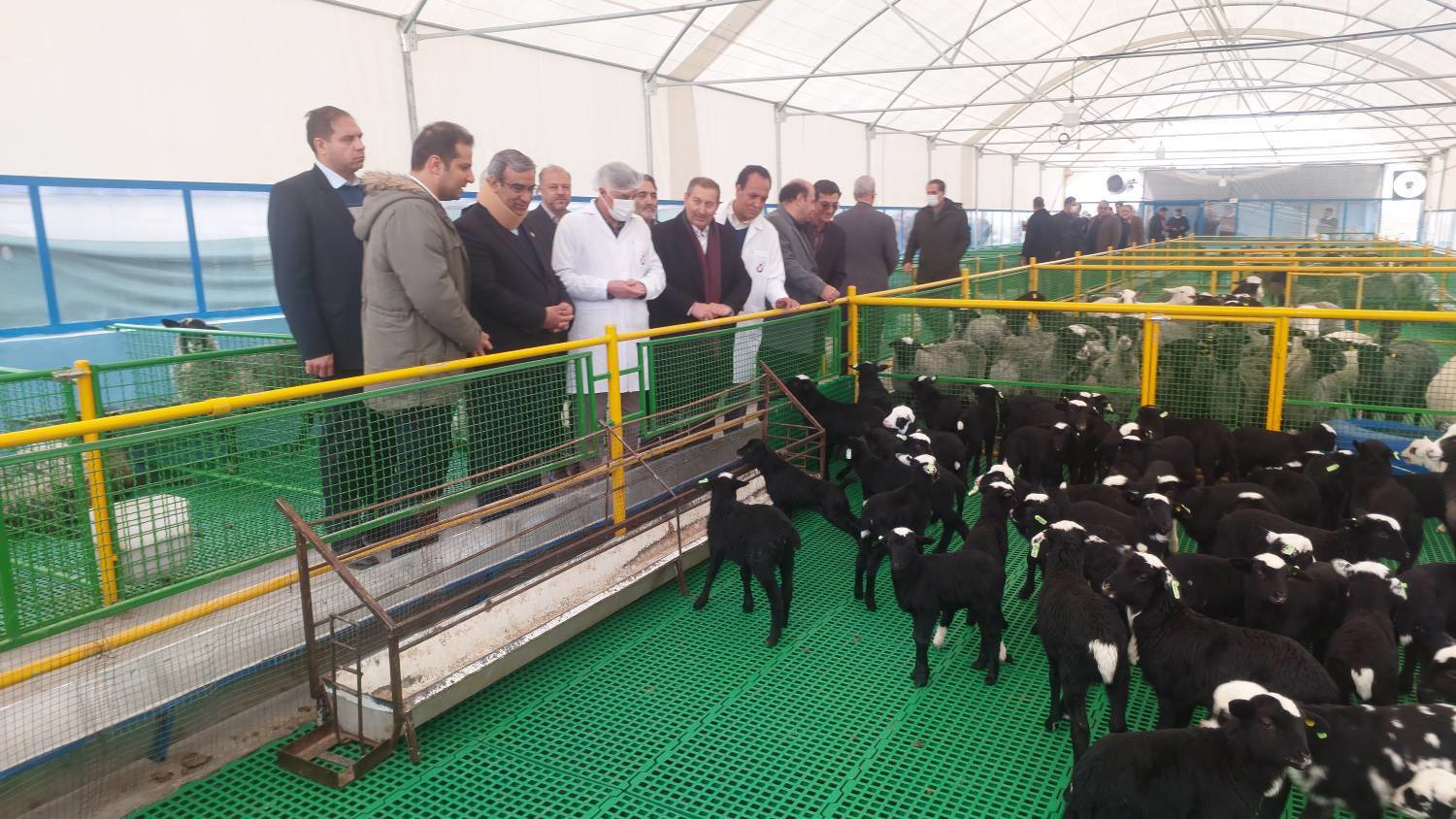 بازدید استاندار از فریمان و افتتاح چند دامداری