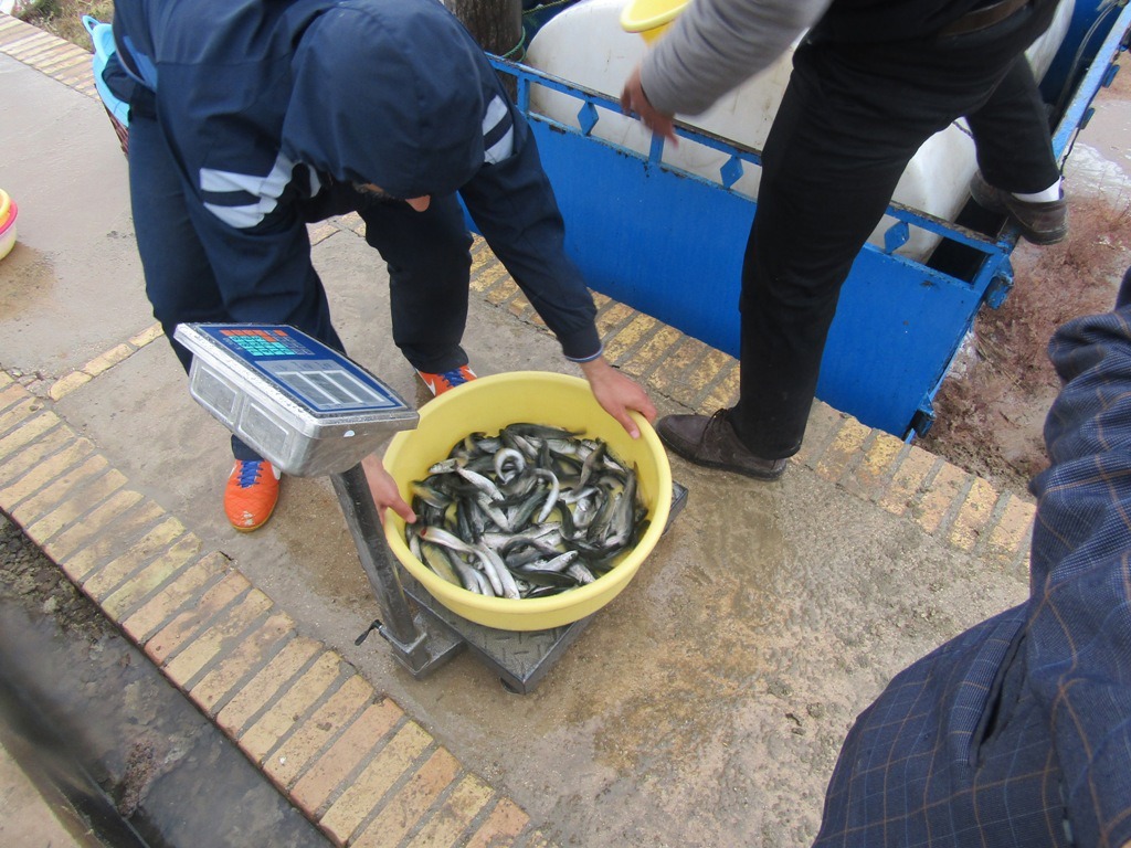 تولید بیش از ۳ هزار و ۷۰۰ تُن گوشت ماهی در خراسان جنوبی