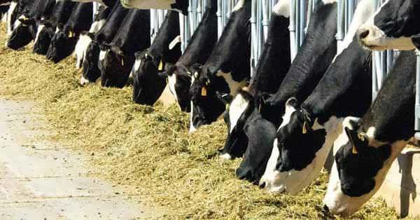 توزیع بیش از ۵۰ تن نهاده دامی در سرخس