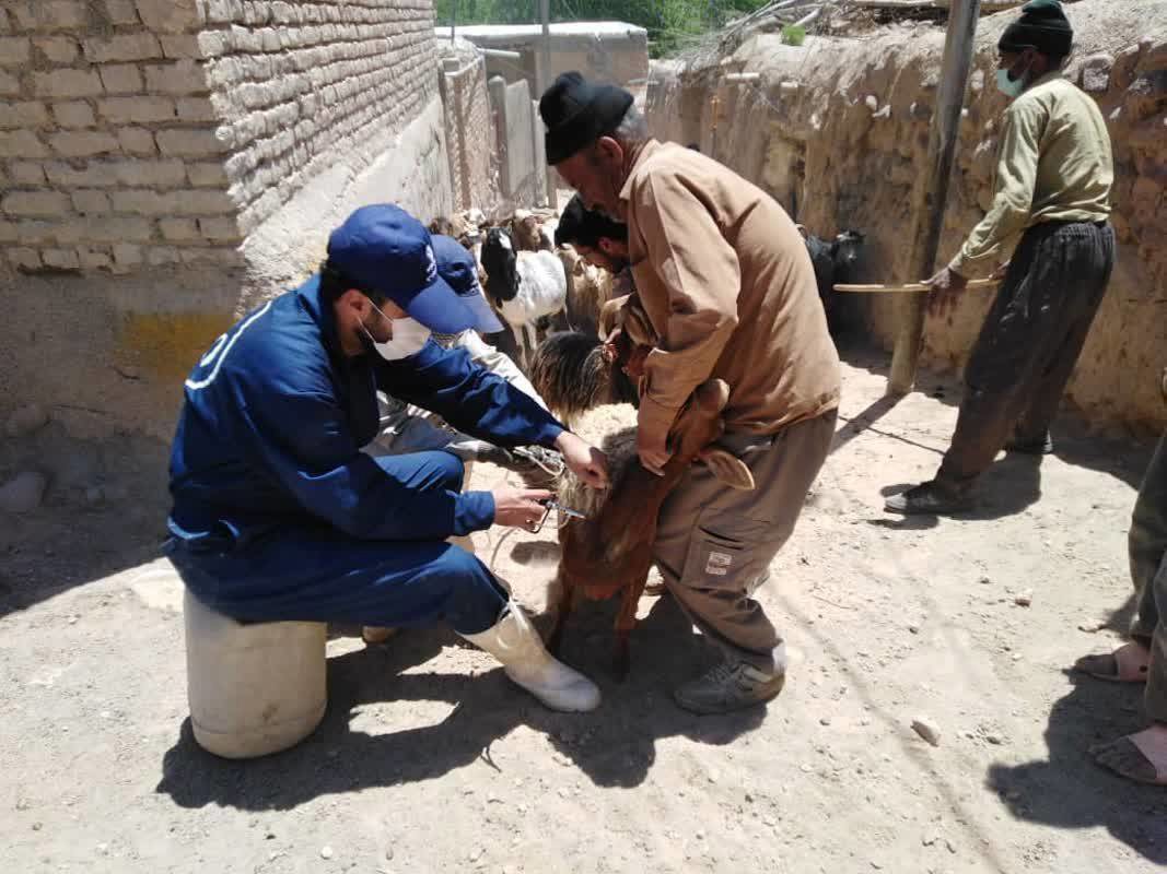 ایمن‌ سازی ۸۶ هزار رأس دام در خوشاب