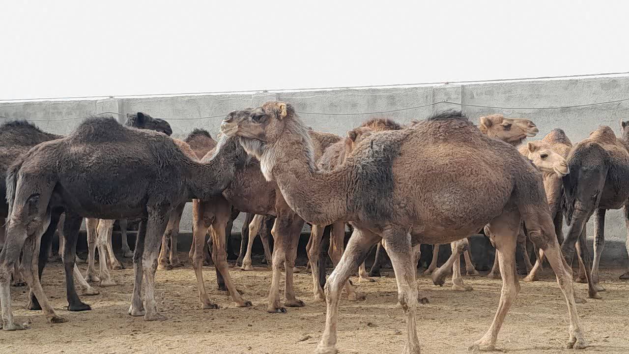 پیام خراسان