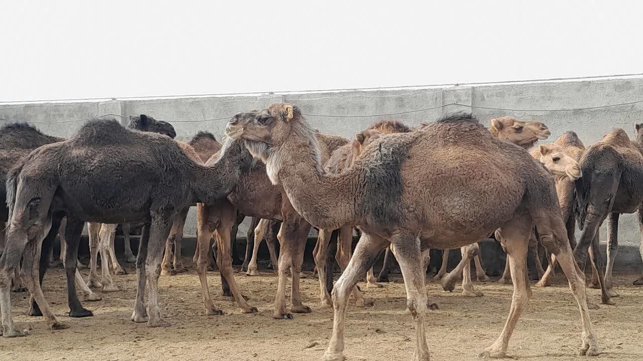 معرفی بردسکن به‌ عنوان شهرستان نمونه کشوری پرورش شتر