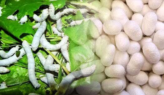 پیام خراسان