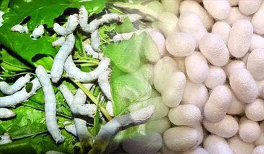 توزیع مابشی پرورش کرم ابریشم بین زنان نوغاندار راز و جرگلان