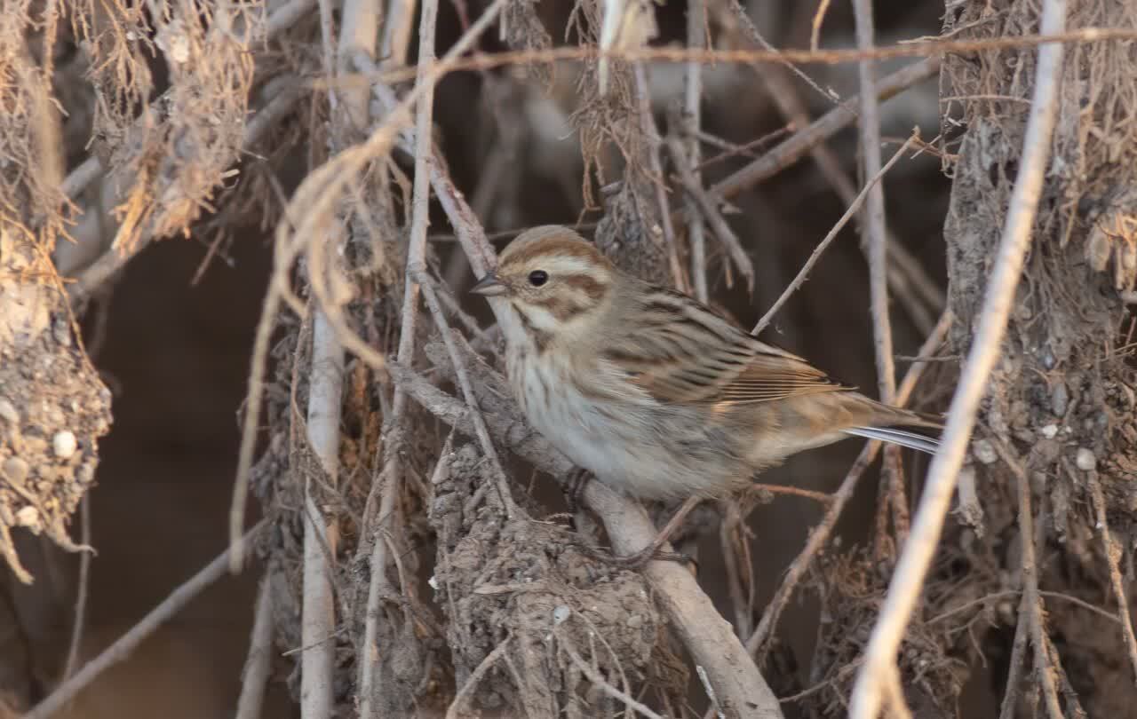 مشاهده زردپره تالابی برای اولین بار در خراسان جنوبی