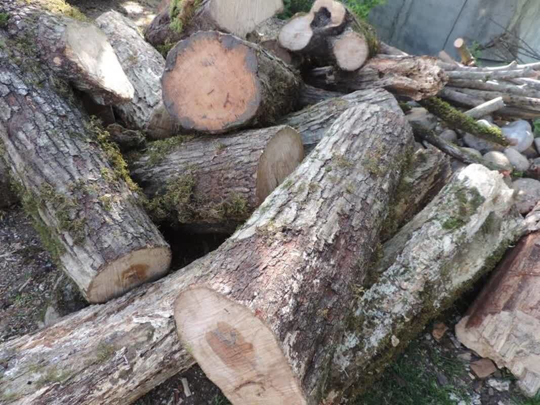 کشف بیش از ۷ تُن چوب قاچاق در  فردوس