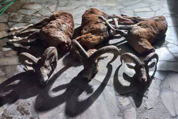 پیام خراسان