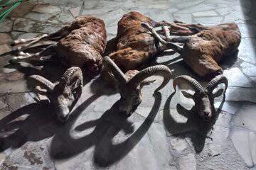 جریمه شکارچی غیرمجاز در تایباد