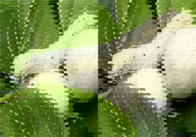 افزایش ۱۸۰ درصدی تخم نوغان در کشور