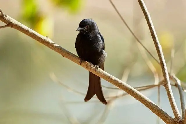 این پرنده به حیوانات دیگر دروغ می‌گوید تا بتواند غذای آنها را بدزدد!