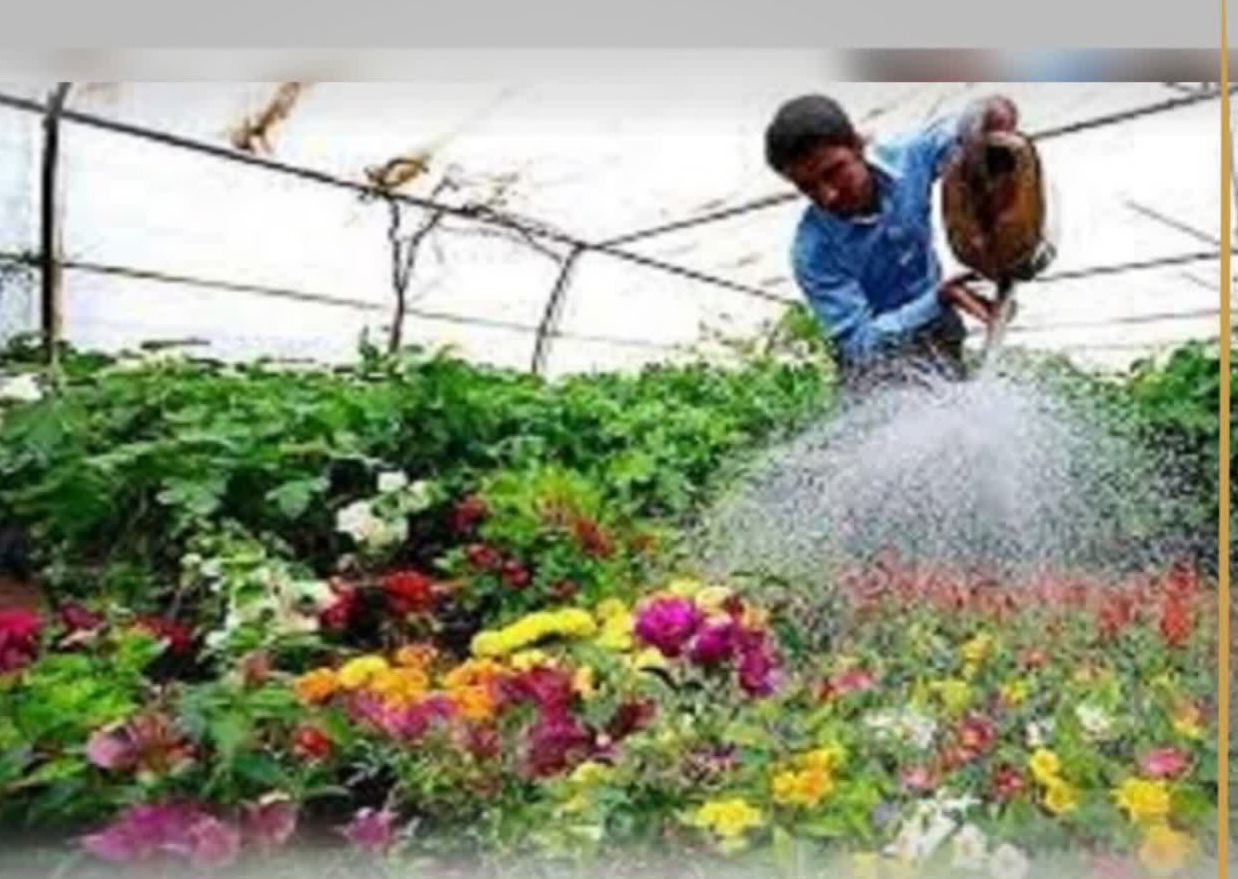 تولید بیش از ۱۲ میلیون انواع گل در گلخانه شهرداری بجنورد