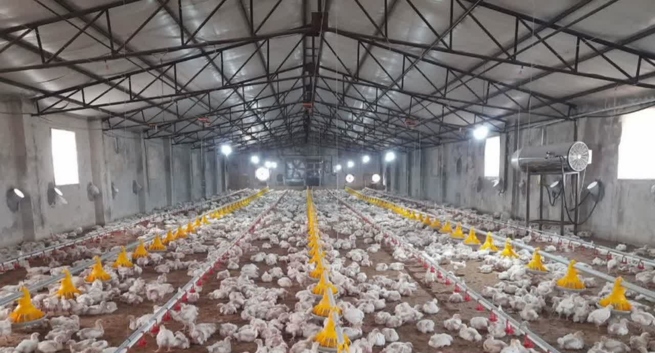 شیروان رتبه اول تولید گوشت سفید در خراسان شمالی