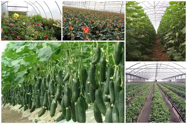 شیروان قطب تولید محصولات گلخانه‌ای در خراسان شمالی