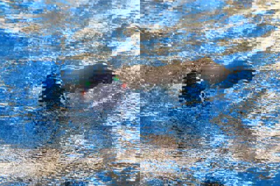 حضور پررنگ ورزشکاران خراسان رضوی در پارالمپیاد استعدادیابی