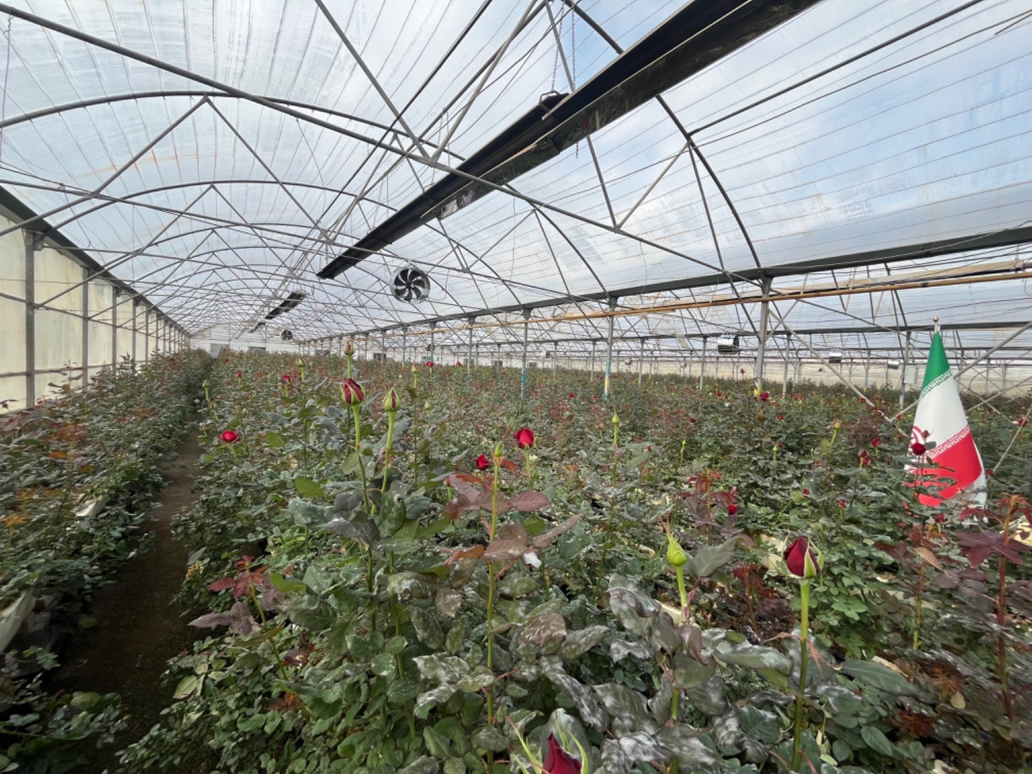 افتتاح گلخانه ۸ هزار مترمربعی در مشهد