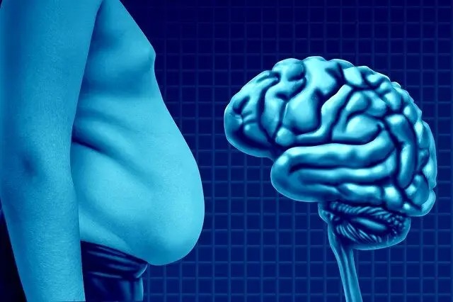 چربی می‌تواند مغز را کوچک کند