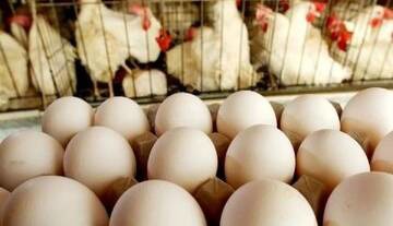 آخرین قیمت تخم‌مرغ؛ یک شانه ۳۰ عددی چند؟