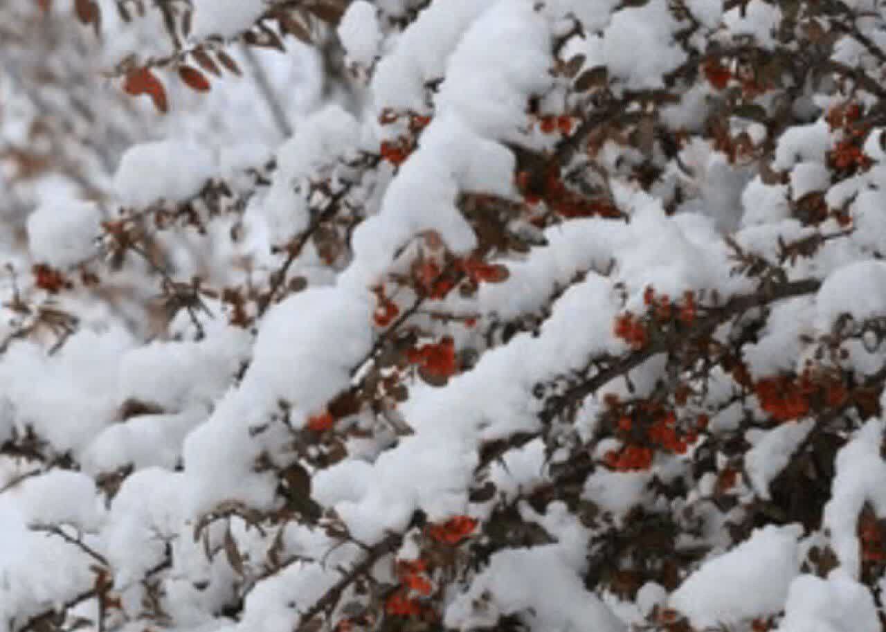 سامانه بارشی فردا خراسان شمالی را در بر می‌گیرد