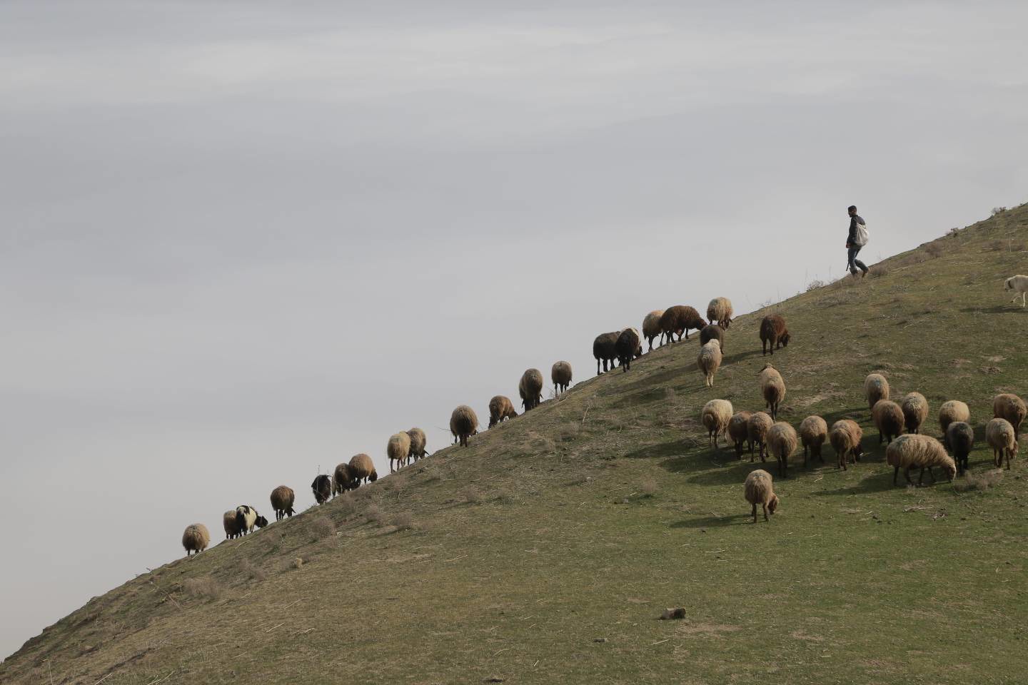 اقدام فوری دامپزشکی کلات برای مهار تب برفکی در بخش زاوین