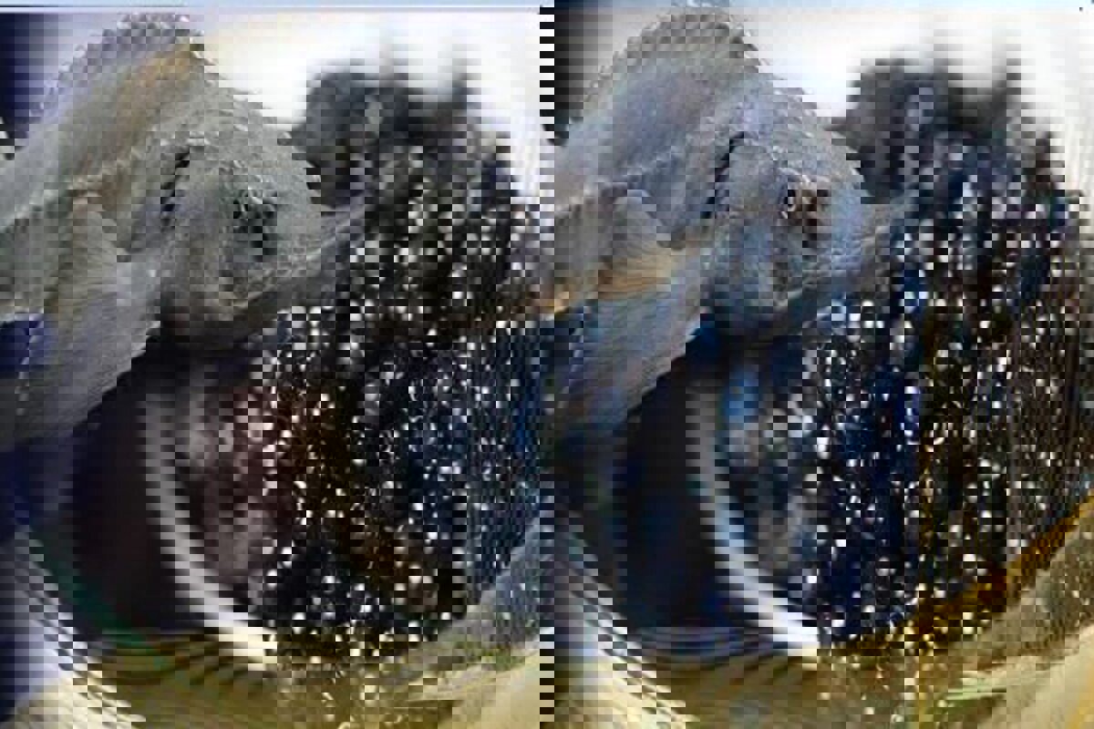 تولید خاویار در سبزوار افزایش یافت