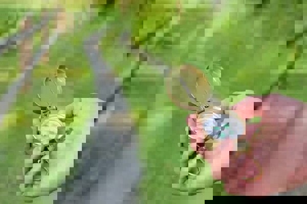 برگزاری هفتمین دوره مسابقات قهرمانی جهت‌یابی کشور به میزبانی بیرجند