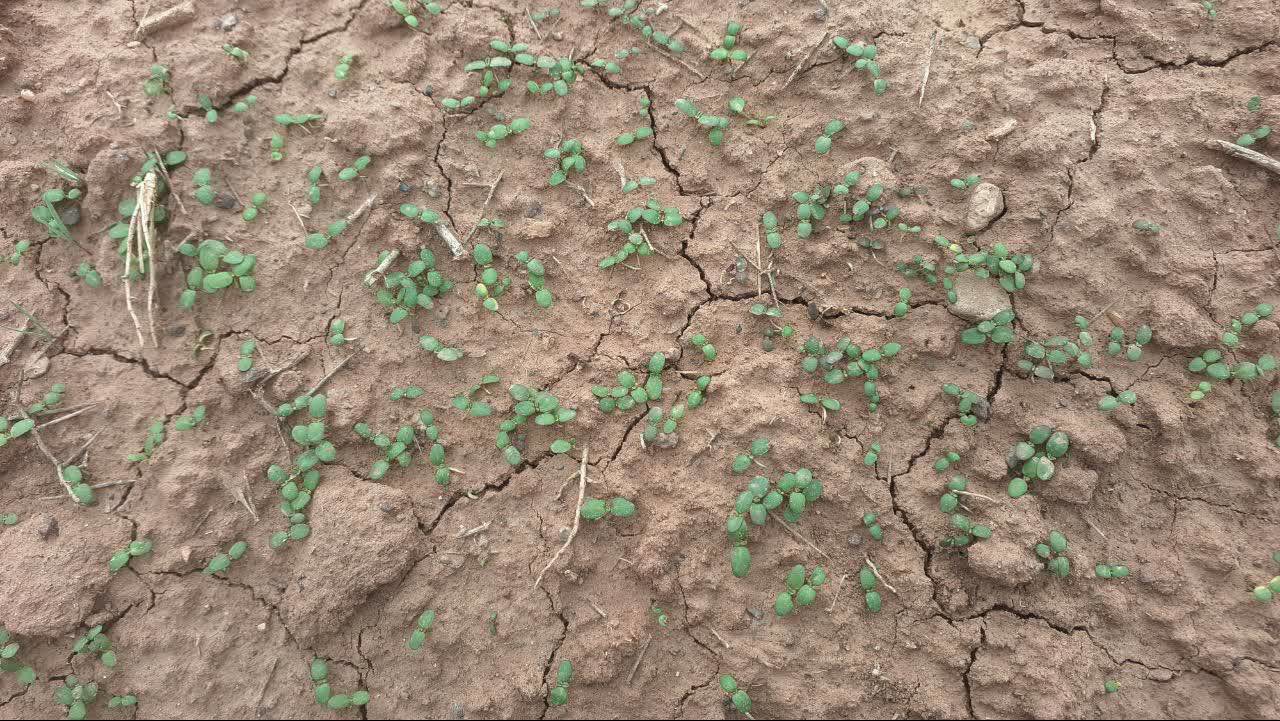 کشت ۲۵ هکتاری دانه روغنی کاملینا در شهرستان نیشابور