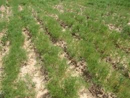 پیش‌بینی برداشت ۵۴ تن محصول زیره در جاجرم