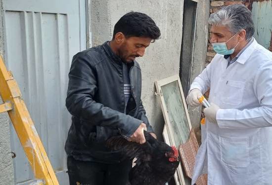 نمونه گیری طیور صنعتی و بومی برای پایش بیماری آنفلوآنزا در کاشمر