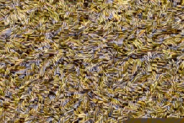 محمودآبادی: برداشت ۵۴ تن زیره سبز از مزارع جاجرم پیش‌بینی شد