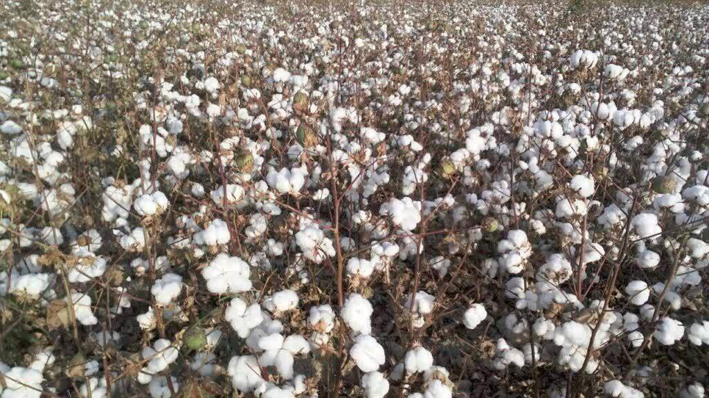 تولید بیش از ده هزار تن وش پنبه در مانه