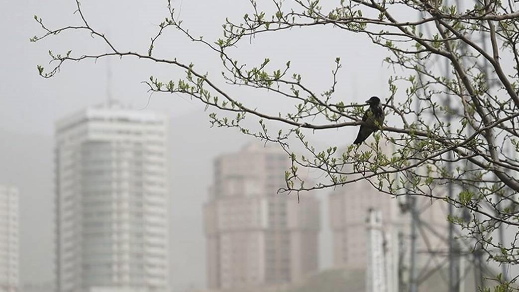 درباره ارتباط آلودگی هوا با آلزایمر بیشتر بدانیم