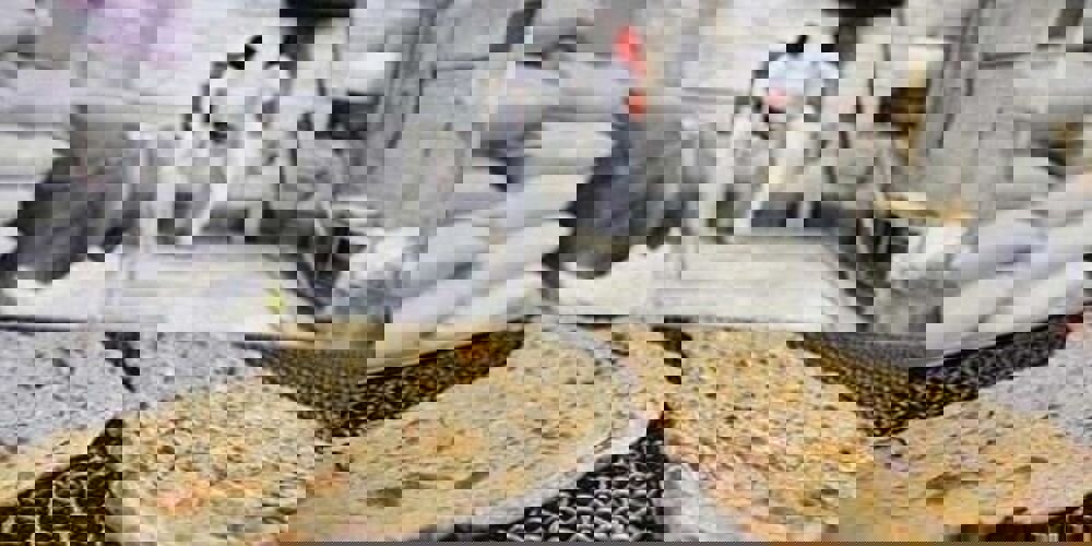 میانگین سبوس‌گیری از آرد در خراسان رضوی به ۱۲.۱ درصد رسیده است