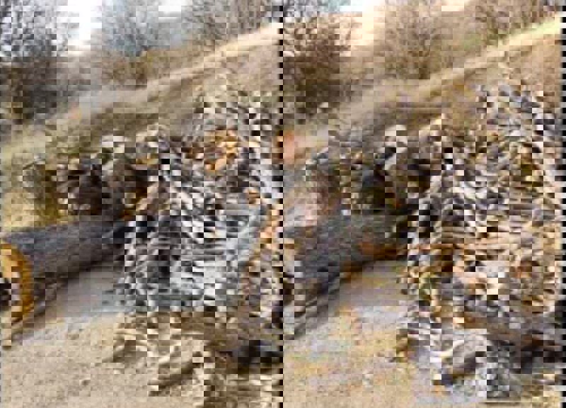 ۴ دستگاه خودرو حامل چوب تاغ قاچاق در کاشمر توقیف شد