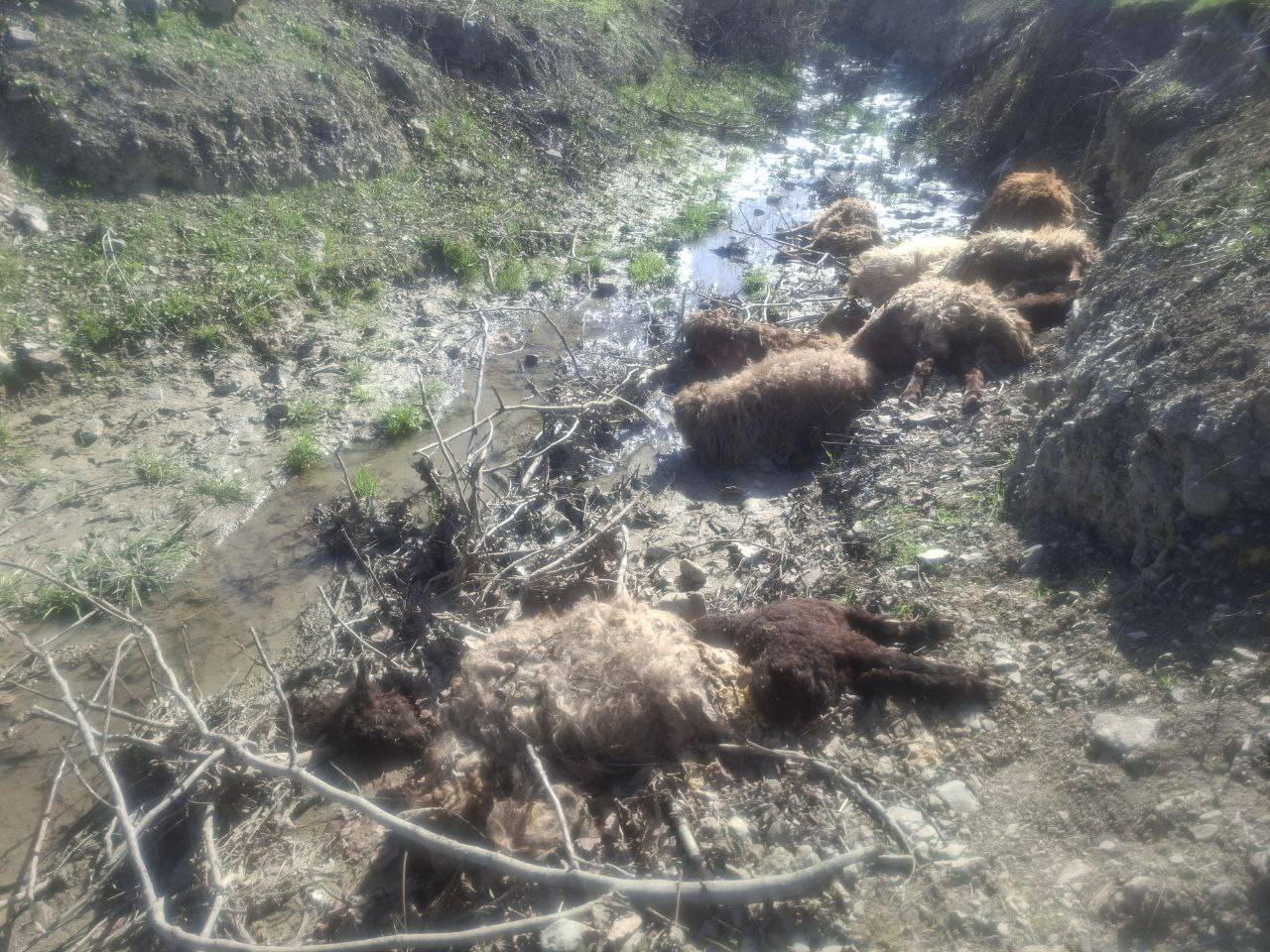 پیام خراسان